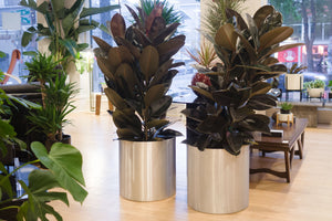 XL Paul Mayen Planter