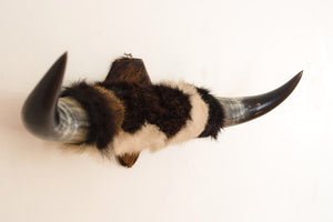 Mounted Cowhide Bullhorns