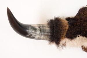 Mounted Cowhide Bullhorns