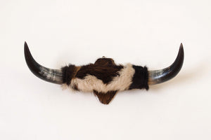 Mounted Cowhide Bullhorns