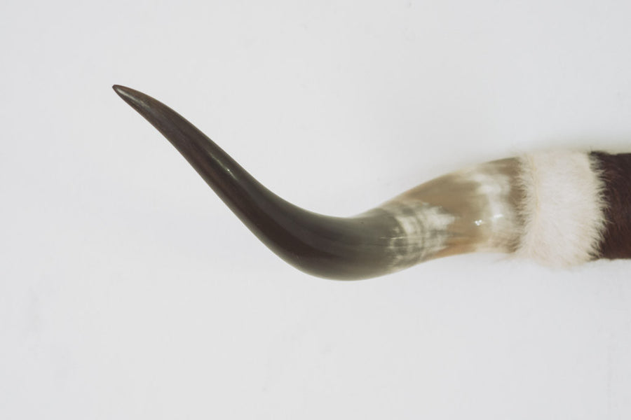 Vintage Cowhide Bullhorns