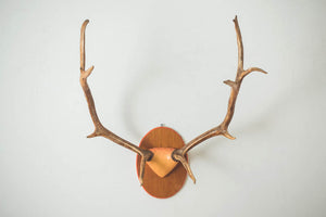 Large Elk Antlers