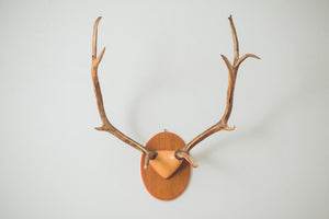 Large Elk Antlers