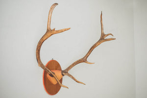 Large Elk Antlers