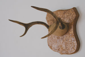 Vintage Mounted Antlers