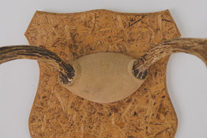 Vintage Mounted Antlers