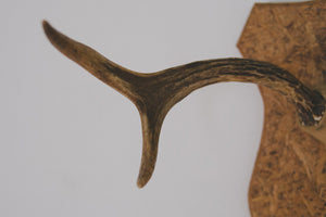 Vintage Mounted Antlers