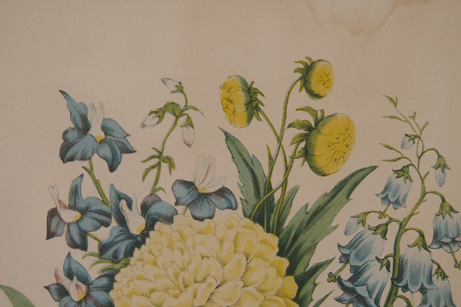 Vintage Botanical Print