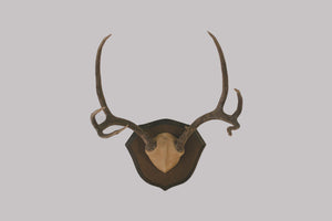 Six-Point Deer Antlers
