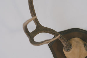 Six-Point Deer Antlers