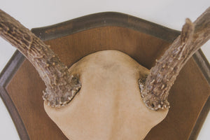Six-Point Deer Antlers