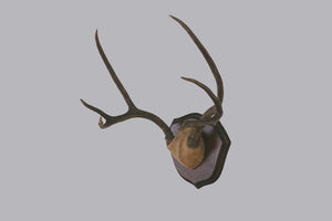 Six-Point Deer Antlers