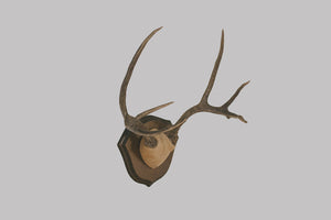 Six-Point Deer Antlers