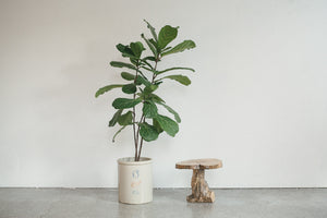 Live Edge Table