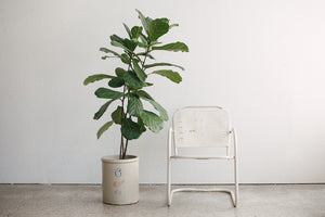MC Modern Chair