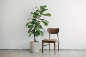 MC Dining Chairs
