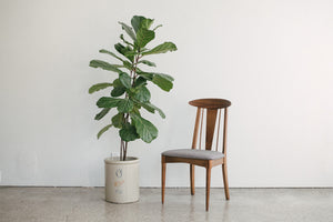 MC Dining Chairs