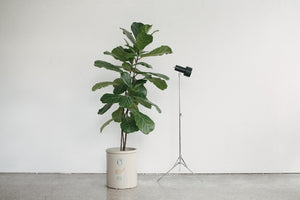 Tripod Floor Light