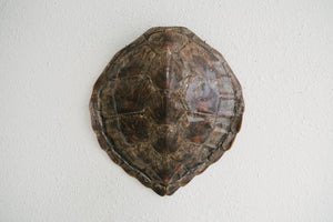 Vintage Turtle Shell