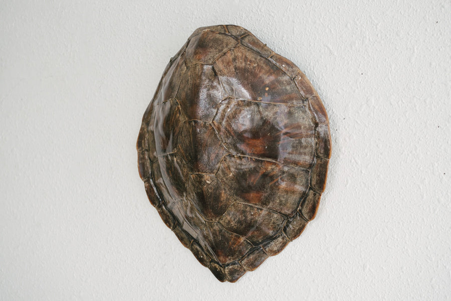 Vintage Turtle Shell