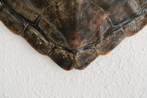 Vintage Turtle Shell