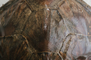 Vintage Turtle Shell
