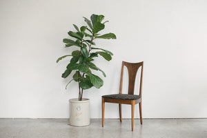 MC Dining Chairs