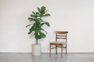 MC Dining Chairs
