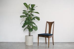 MC Dining Chairs