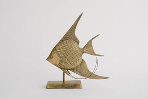 Brass Angelfish