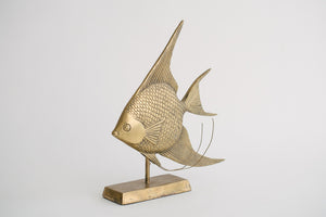 Brass Angelfish