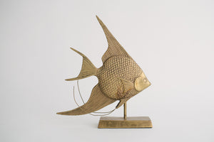 Brass Angelfish