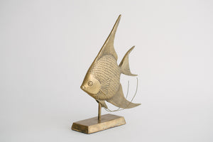 Brass Angelfish
