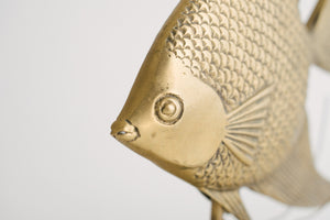 Brass Angelfish