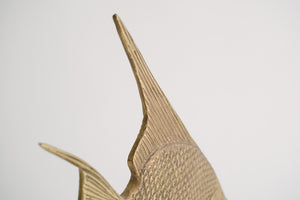 Brass Angelfish