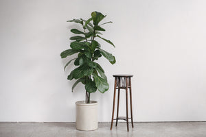 Wood Plant Stand