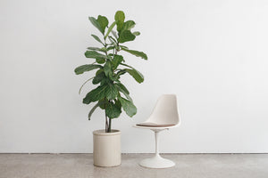 MC Tulip Chairs
