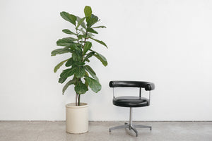 Modern Dining Chairs