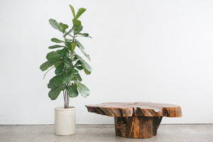 Live Edge Coffee Table