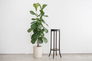 Antique Fern Stand