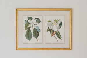 Magnolia Botanical Print