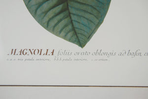 Magnolia Botanical Print
