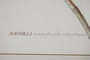 Magnolia Botanical Print