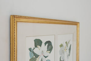 Magnolia Botanical Print