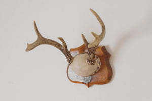 Vintage Leather Antlers