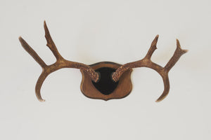 Large Vintage Antlers
