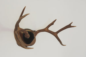 Large Vintage Antlers