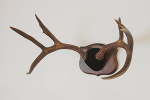 Large Vintage Antlers