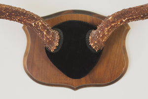 Large Vintage Antlers
