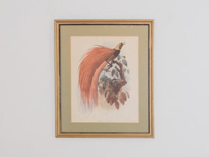 Vintage Bird Print